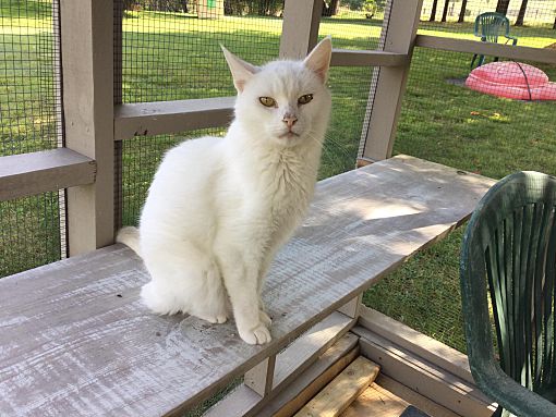 adoptable Cat in Westminster, MD named Nikolai Vokoff