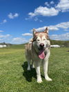 adoptable Dog in Westminster, MD named Moose