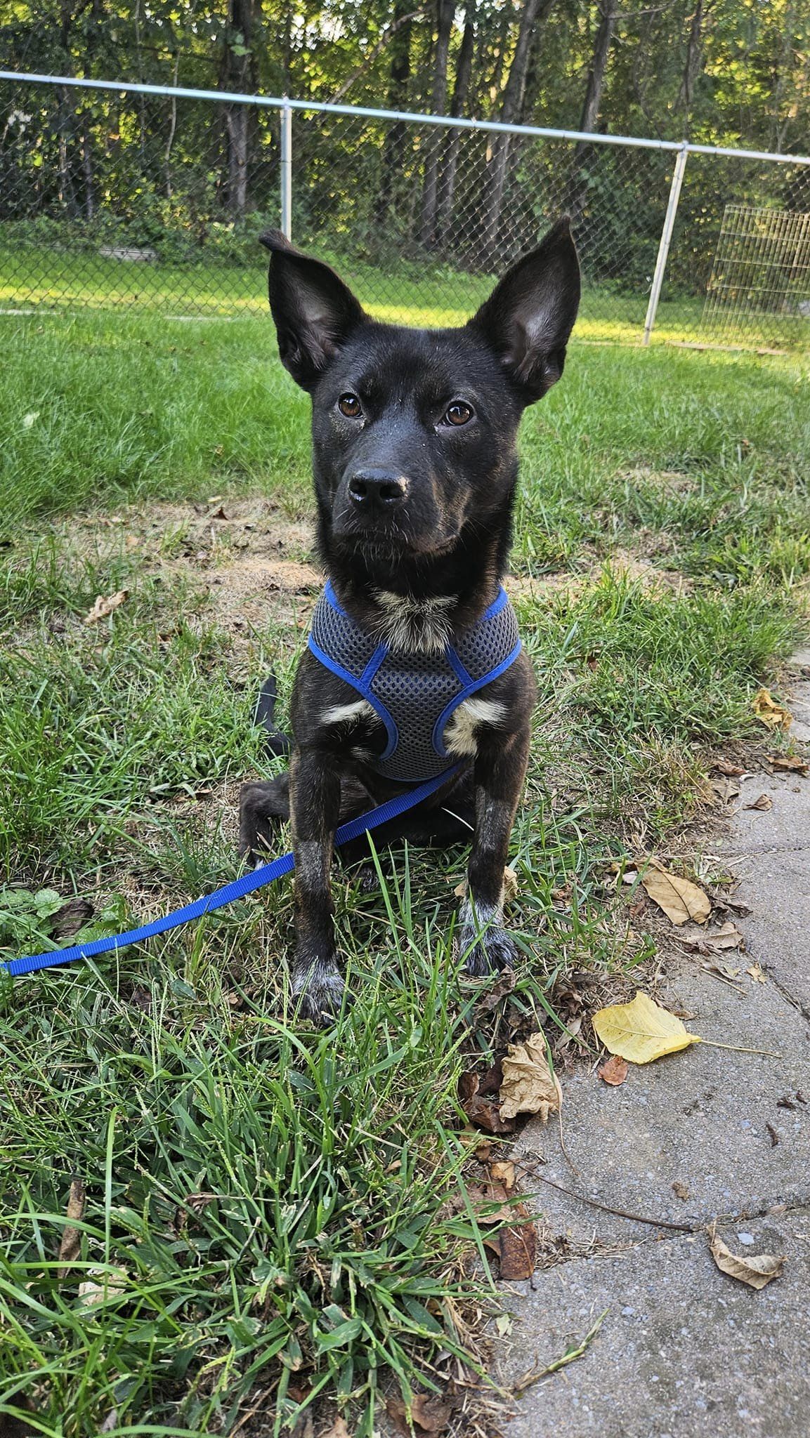 adoptable Dog in Westminster, MD named Sasha