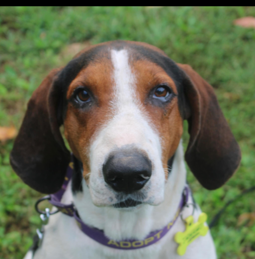 adoptable Dog in Westminster, MD named Jimbo