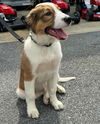 adoptable Dog in , MD named Buddy