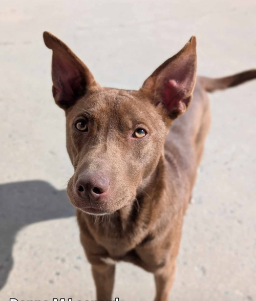 picture of the dog needing adoption