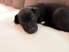 Puppy Brandy