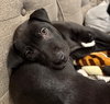 Puppy Brandy