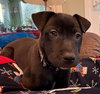 Puppy Brandy