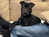 Puppy Brandy