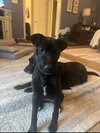 Puppy Brandy