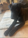 Puppy Brandy