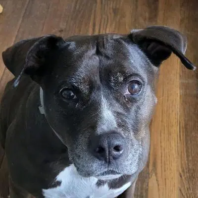 Lexi - Labrador Retriever