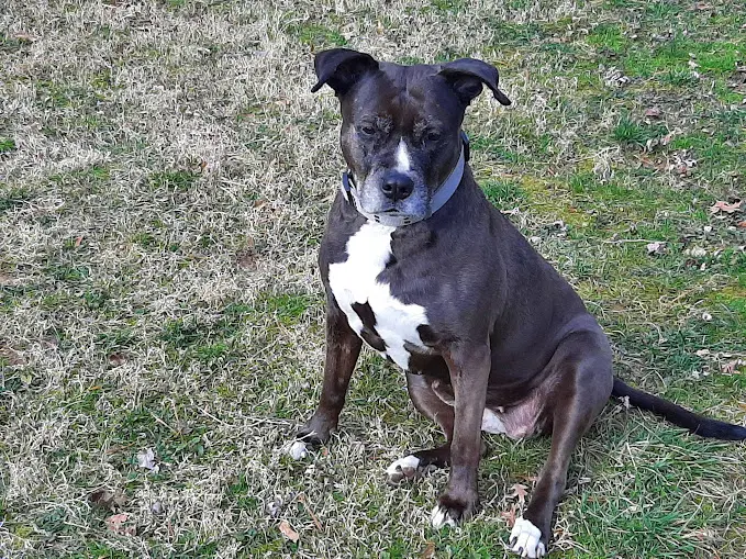 Lexi image 2