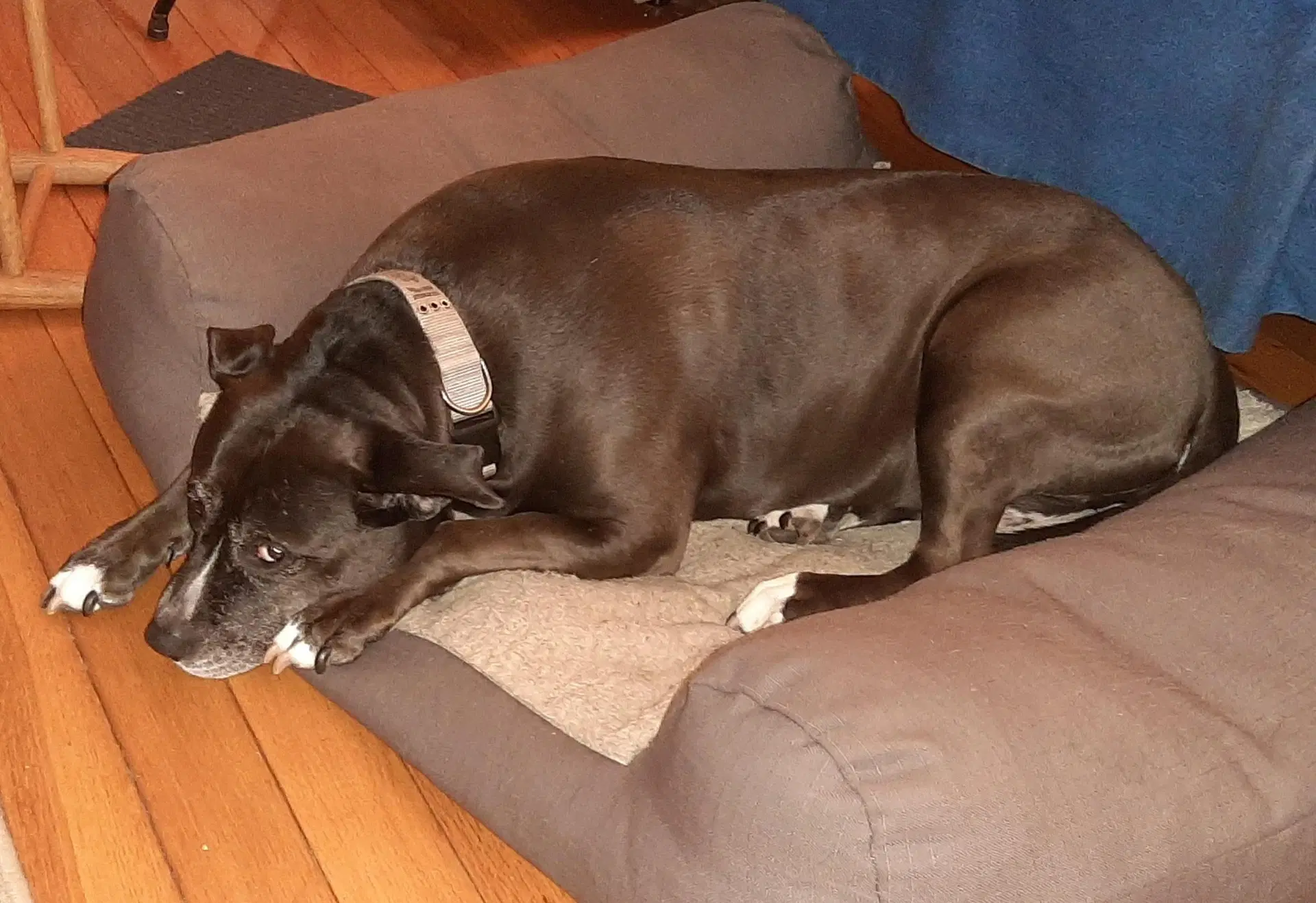 Lexi image 3