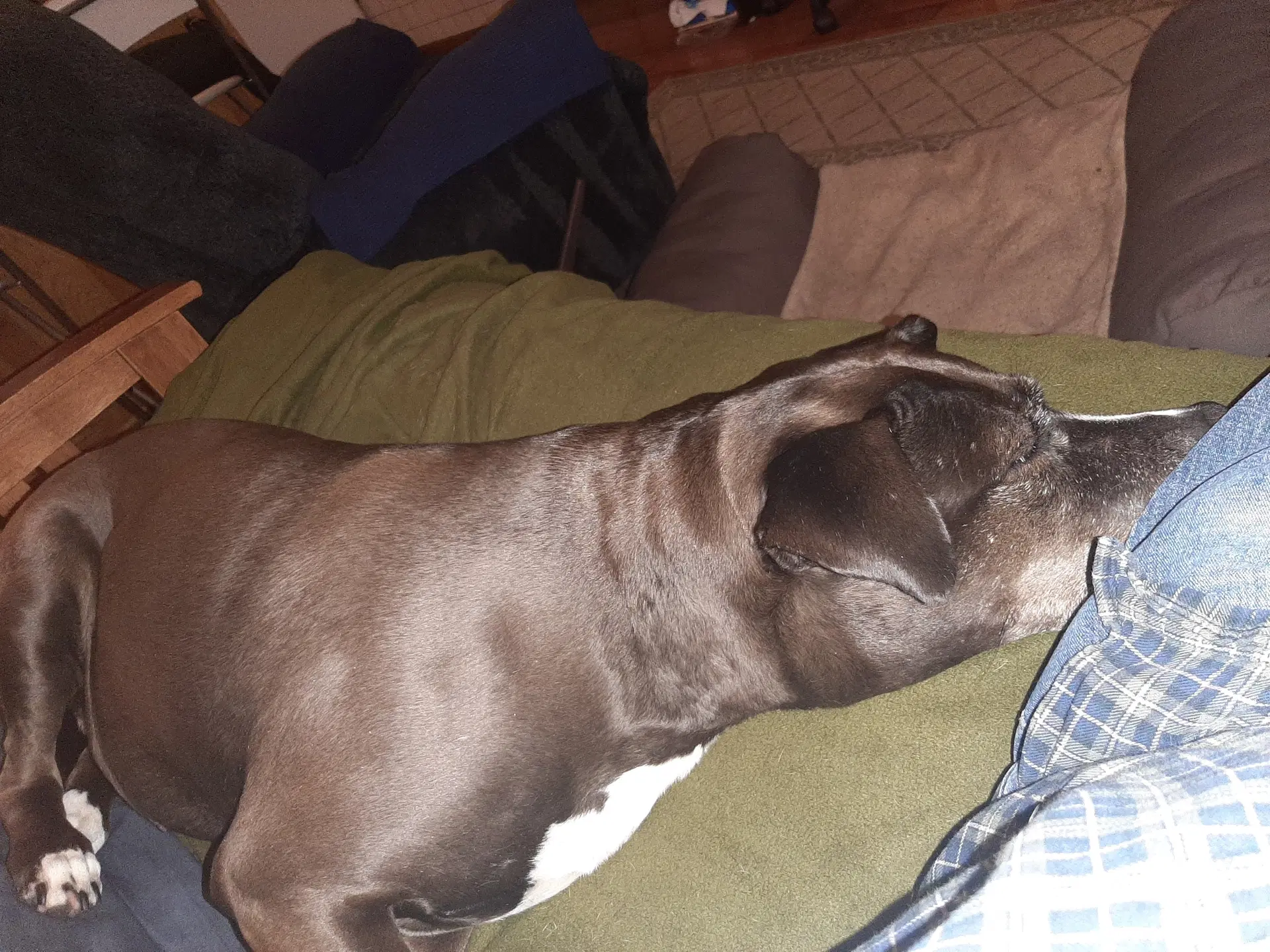 Lexi image 4