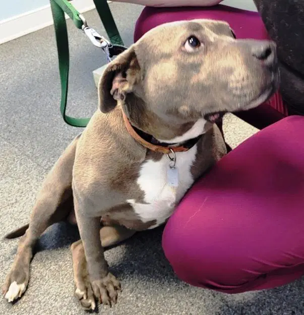 Diamond - American Pit Bull Terrier
