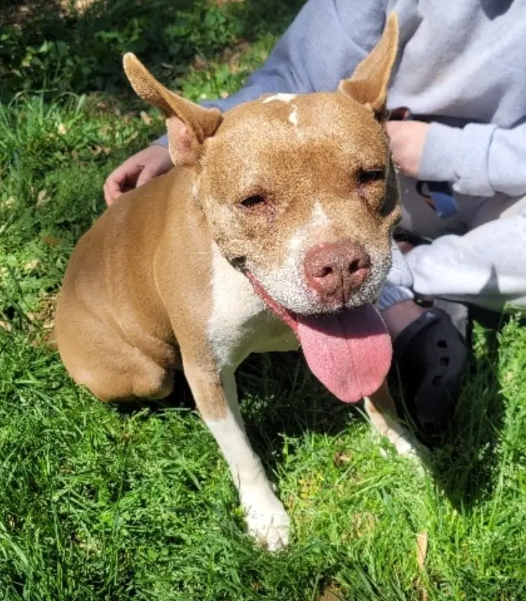 Holly - American Staffordshire Terrier