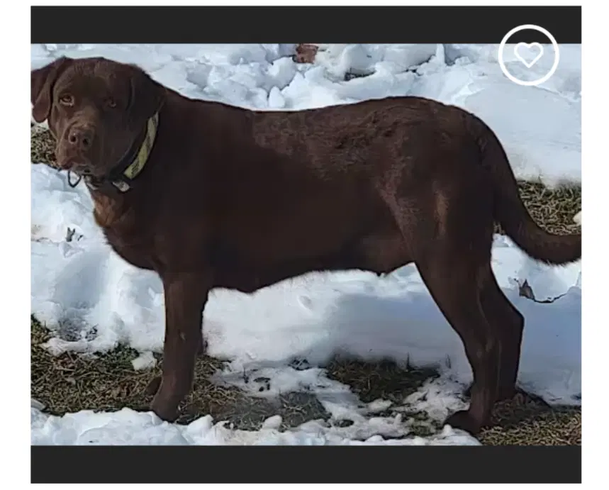Kimbra - Chocolate Labrador Retriever