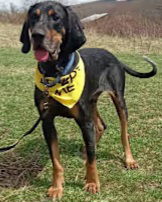 adoptable Dog in Westminster, MD named Frank