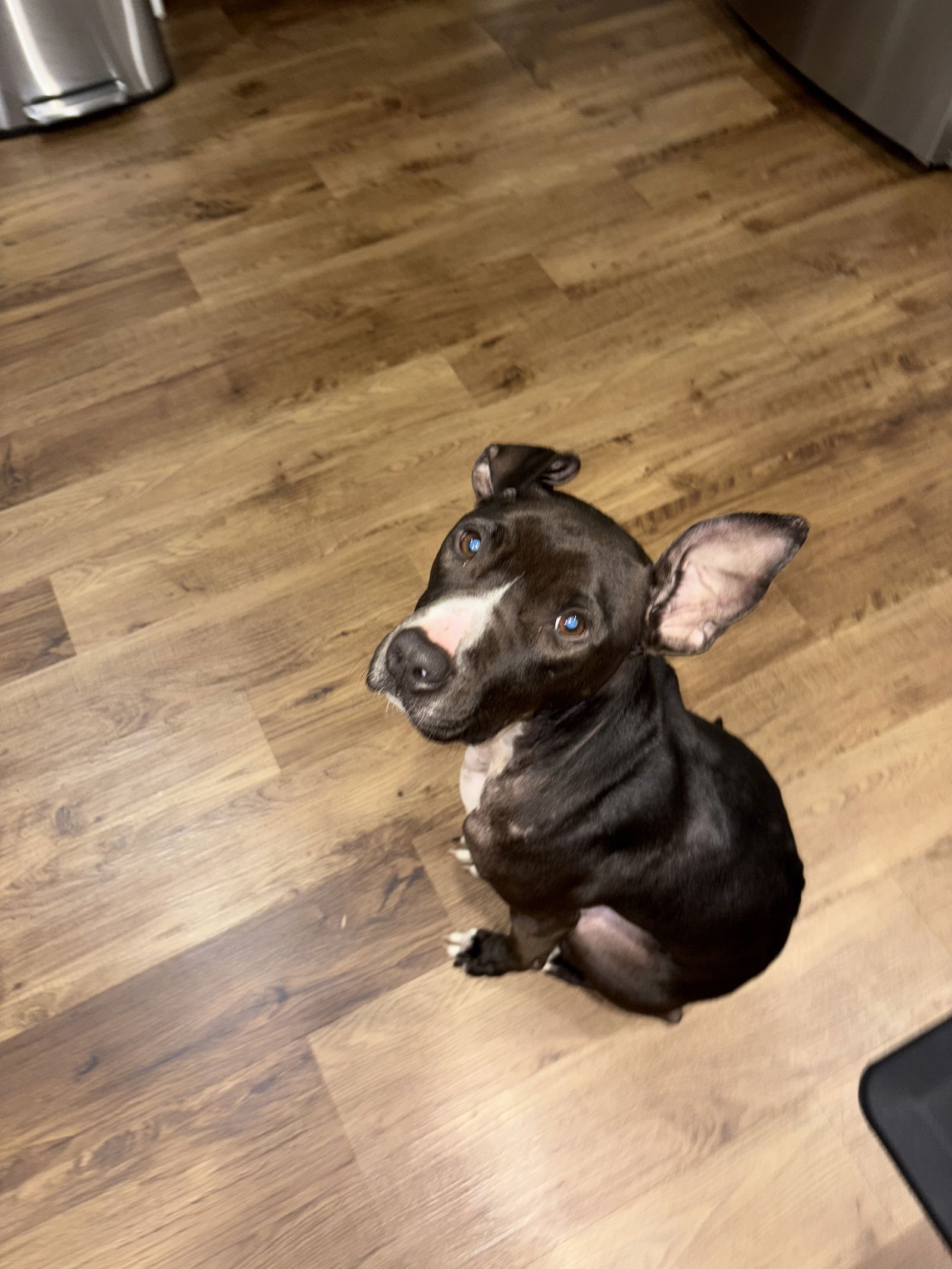 adoptable Dog in Westminster, MD named Vin Diesel