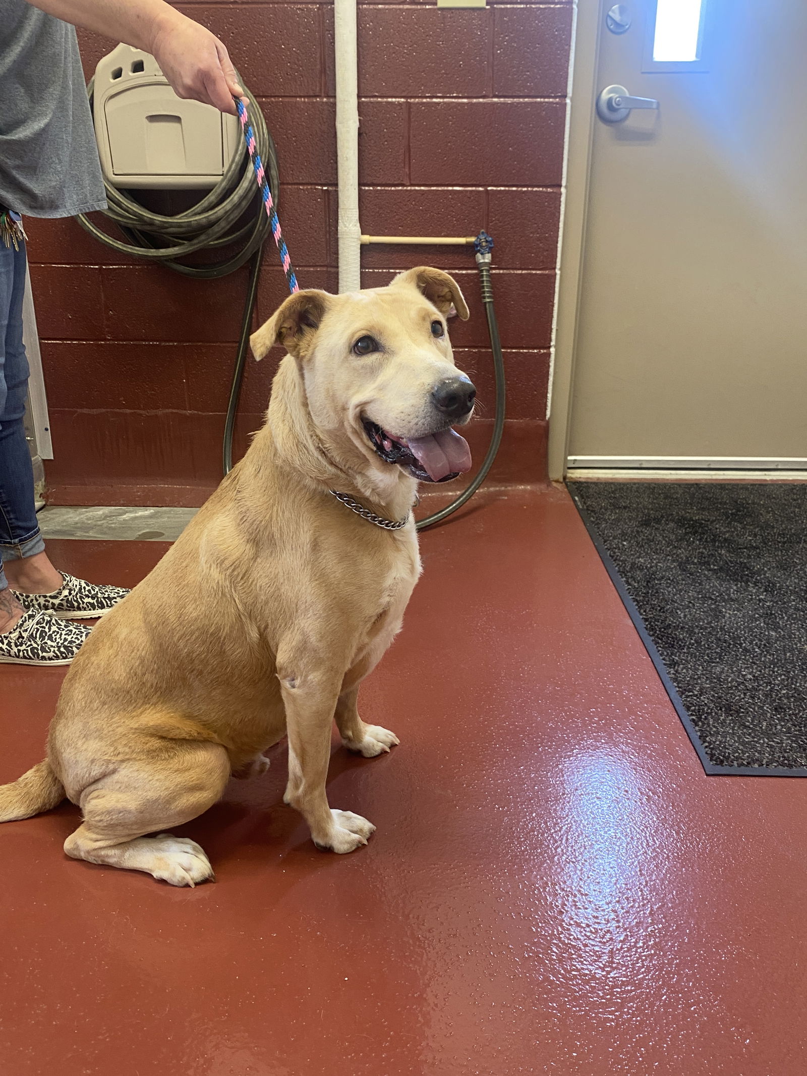 adoptable Dog in Westminster, MD named Cookie Monster