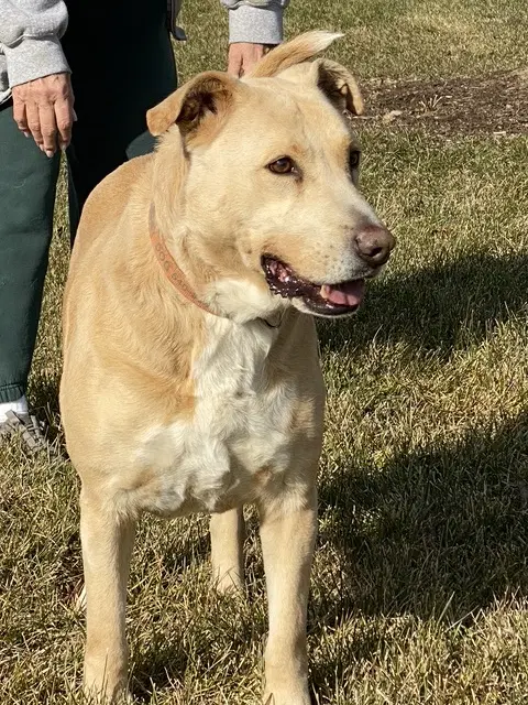Cookie Monster - Labrador Retriever