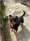 Jubi