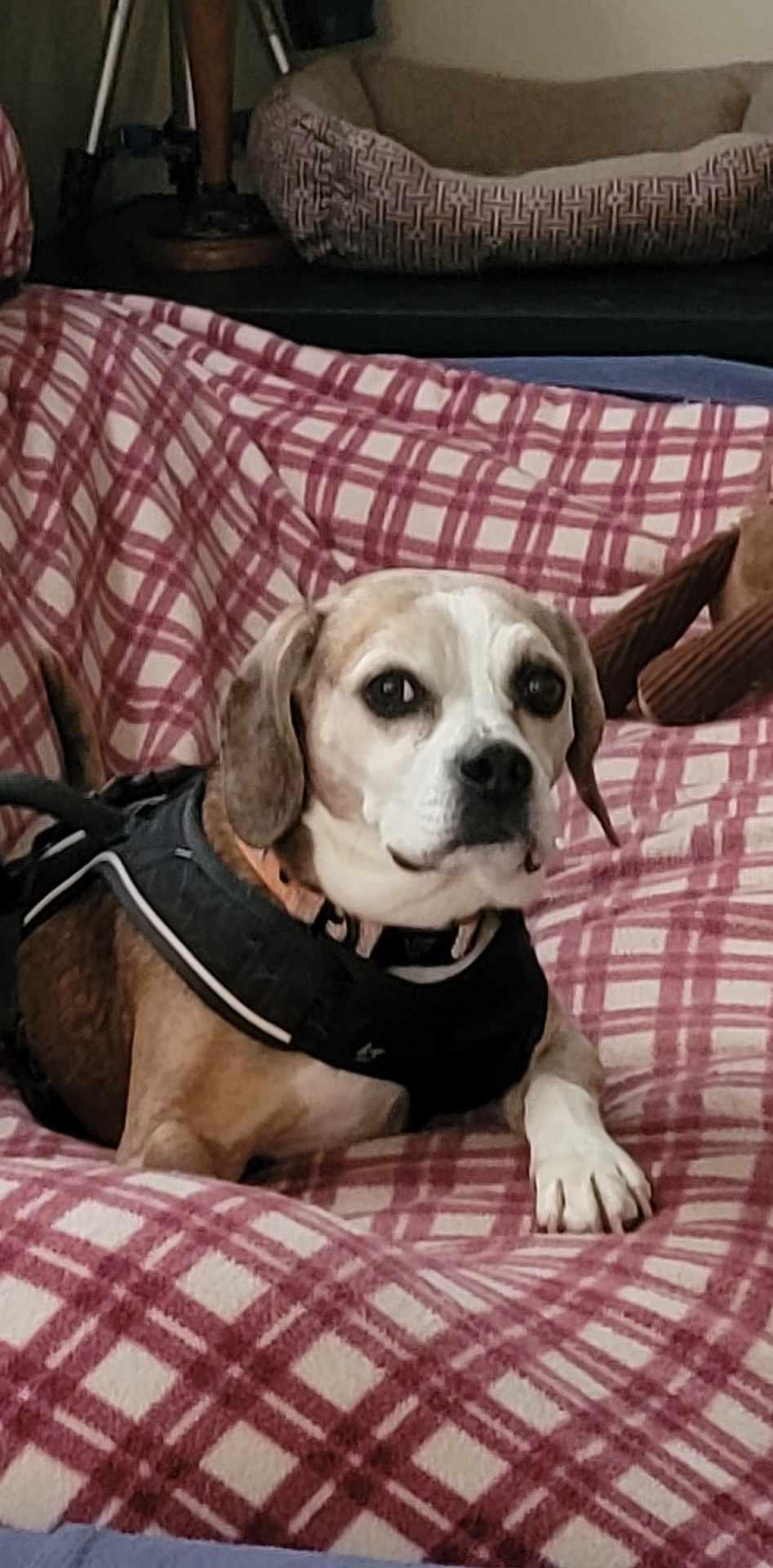adoptable Dog in Westminster, MD named Jake