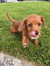 Puppy Charlie