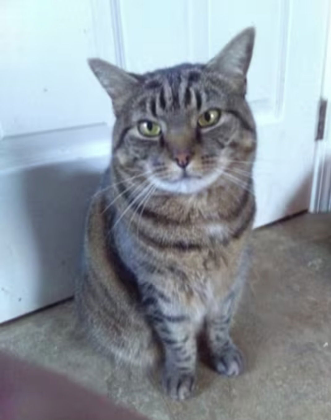 adoptable Cat in Westminster, MD named Sybil