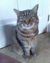 Sybil