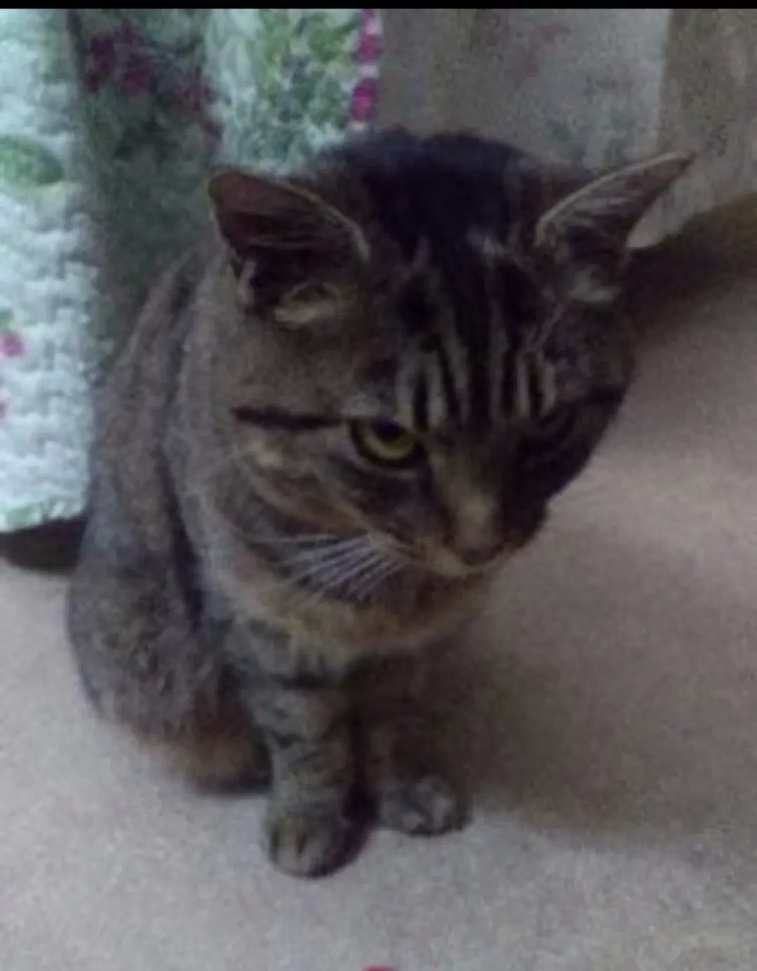Sybil image 4
