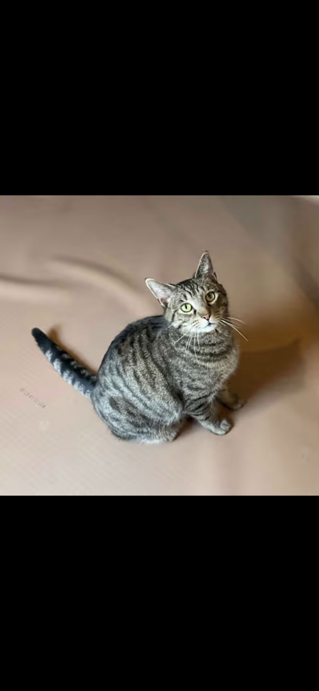adoptable Cat in Westminster, MD named Roddy Piper