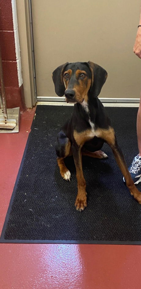 adoptable Dog in Westminster, MD named Cyrus