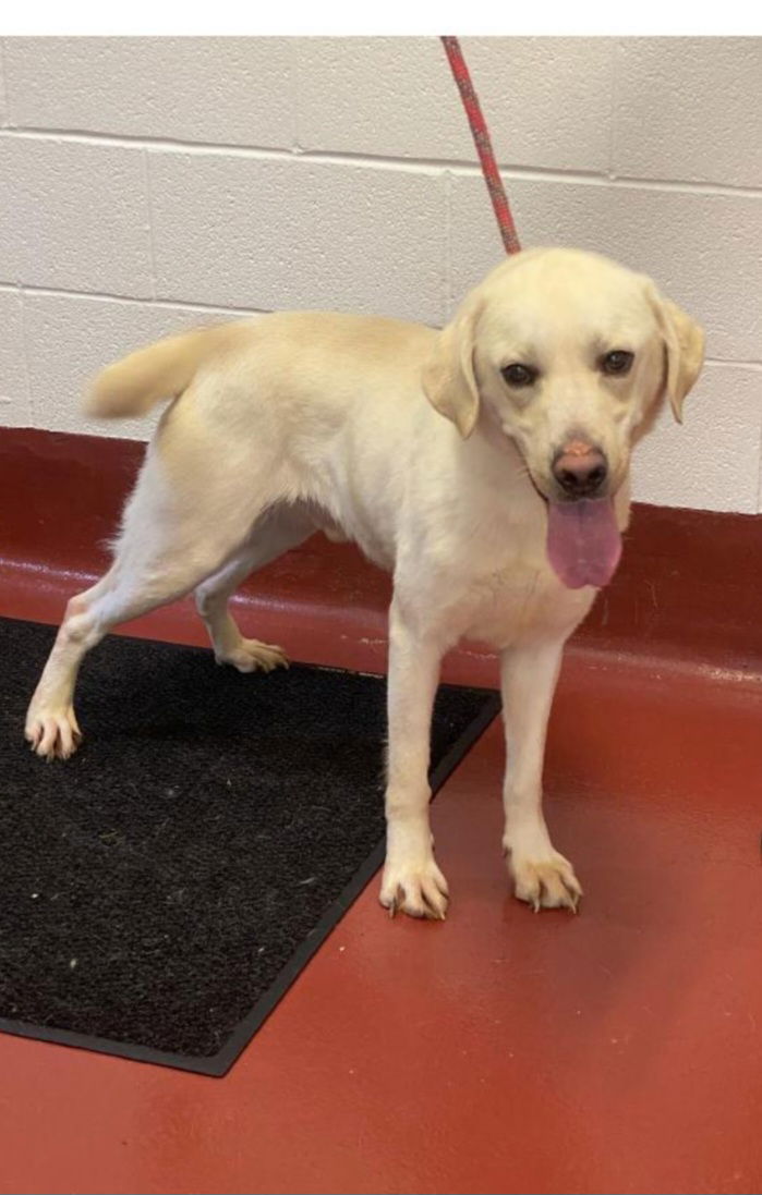 adoptable Dog in Westminster, MD named Marvin
