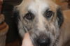Shep