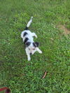 Puppy Arlo