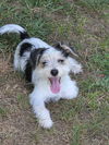 Puppy Arlo