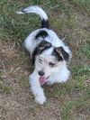 Puppy Arlo