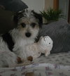 Puppy Arlo