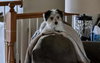 Puppy Arlo