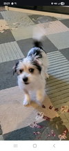 Puppy Arlo