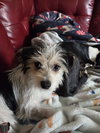 Puppy Arlo