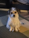 Puppy Arlo