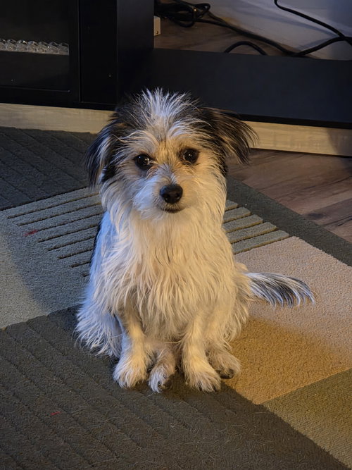 picture of the dog needing adoption
