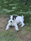 Puppy Meatball