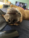 Aggie