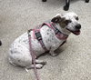 Speckles