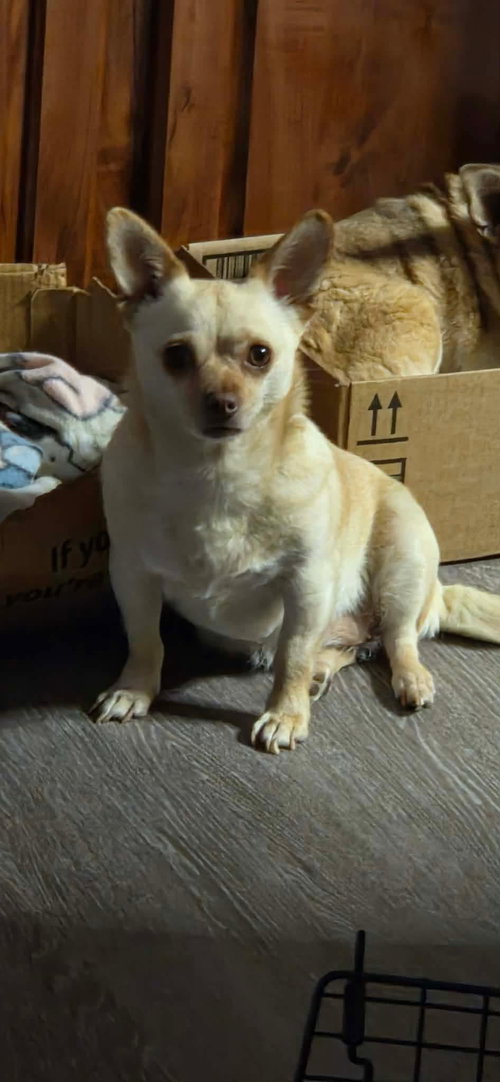 Cali, an adoptable Chihuahua in Westminster, MD
