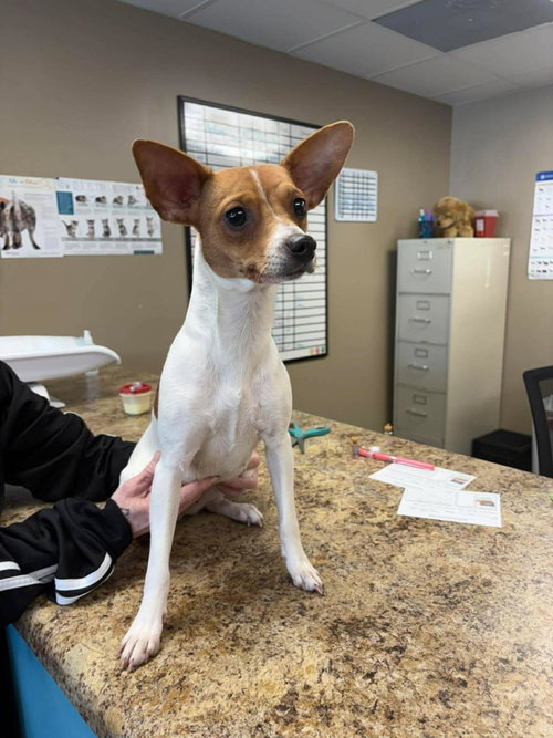 Milkshake, an adoptable Jack Russell Terrier in Westminster, MD