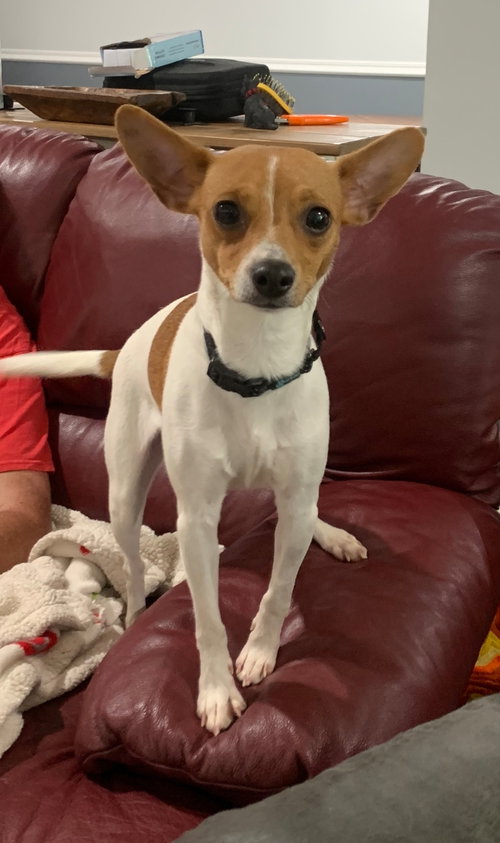 Milkshake, an adoptable Jack Russell Terrier in Westminster, MD