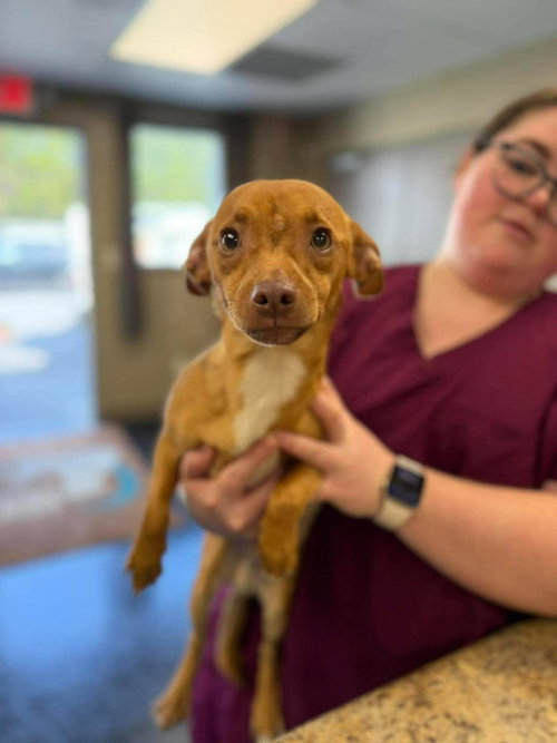 Burger, an adoptable Patterdale Terrier in Westminster, MD