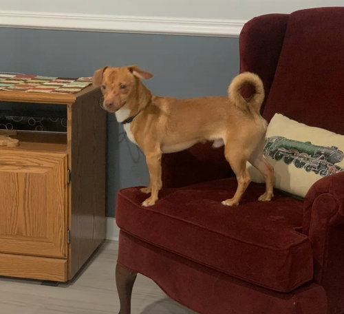 Burger, an adoptable Chihuahua in Westminster, MD